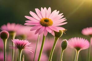 pink daisies in the sun with a blurred background. AI-Generated photo