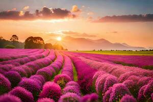 lavender field at sunset. AI-Generated photo
