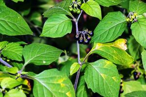 Solanum nigrum is an erect, much-branched annual plant growing around 60cm tall. The plant is harvested from the wild for local use as a food and medicine. Solanum nigrum, the European black nightshad photo