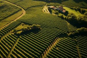 aéreo perspectiva pintoresco viñedo. generativo ai foto