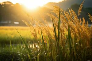Golden sunlight filtering through rice stalks. Generative AI photo