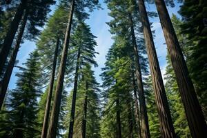 Towering trees and a clear sky peaceful natural setting. Generative AI photo