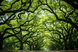 Impressive Oak Trees Creating Canopy. Generative AI photo