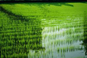 Vibrant green rice stalks casting reflections. Generative AI photo