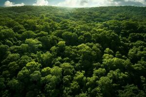 Aerial View of Sun-Dappled Forest Canopy. Generative AI photo