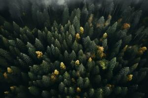 Aerial view of a serene forest. Generative AI photo