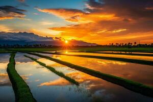 Golden sunset casting a warm glow over a picturesque paddy field. Generative AI photo