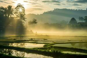 Paddy fields drenched in the golden light of early morning. Generative AI photo