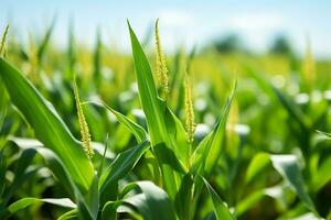 Image of a lush corn field AI Generative photo