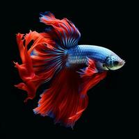 Shot of beautiful betta fish in black background AI Generative photo