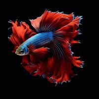 Shot of beautiful betta fish in black background AI Generative photo