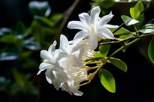 AI Generative photo of jasmine flower in a transcendent botanical garden