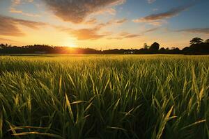 Idyllic Sunrise over Rice Fields AI Generative photo