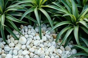 Eye catching garden adornment Spider plant in white stones, soft focus AI Generated photo