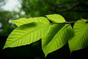 Graceful Queens tree leaves resemble single, offset elliptical or spear shaped AI Generated photo