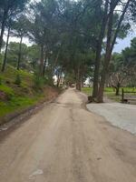 Journeying along the serene soil road among pines photo