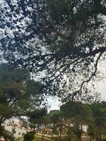 Skyward embrace pine trees and the seeds that ascend photo