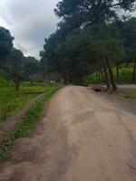 Exploring the serene soil road amidst pine trees photo