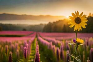 sunflower in the field at sunset. AI-Generated photo