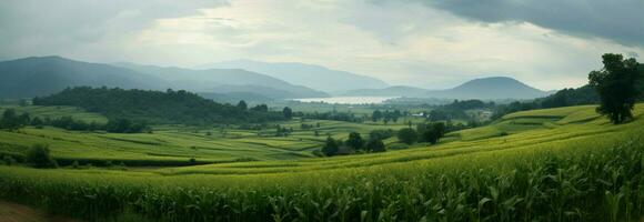 Natures masterpiece panoramic view of corn fields during the rainy season AI Generated photo