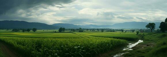 Rainy seasons charm panoramic view of lush corn fields, natures beauty AI Generated photo