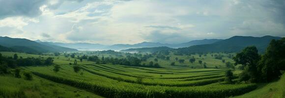 A breathtaking rainy season vista with lush corn fields stretching endlessly AI Generated photo