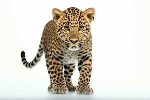 A leopard captured in a stunning pose against a plain white background AI Generated photo