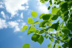 stock foto of early summer blue sky little leaves AI Generated photo