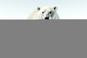 wild animal polar bear dangerous mammals professional advertising photography AI Generated photo