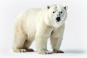 wild animal polar bear dangerous mammals professional advertising photography AI Generated photo