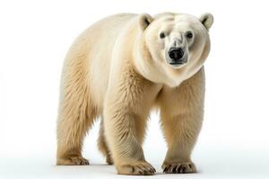 wild animal polar bear dangerous mammals professional advertising photography AI Generated photo