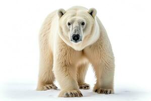 wild animal polar bear dangerous mammals professional advertising photography AI Generated photo