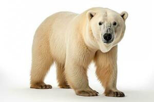 wild animal polar bear dangerous mammals professional advertising photography AI Generated photo