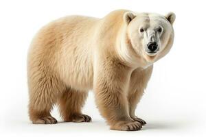 wild animal polar bear dangerous mammals professional advertising photography AI Generated photo