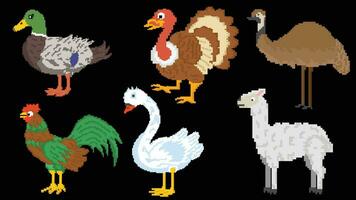 Farm animals designed based on 8 bit size. Suitable for your game assets, rooster, alpaca, duck, turkey and emu vector