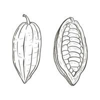 Vector illustration set of peeled and unpeeled cocoa beans. You can see seeds. Black outline of pods, graphic drawing. For postcards, design and composition decoration, prints, posters, stickers, menu