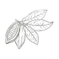 Vector illustration set of cocoa leaves and closed and opened beans. Black outline of branch, graphic drawing. For postcards, design and composition decoration, prints, posters, stickers, menu, stamps