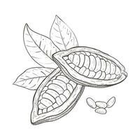 Vector illustration set of cocoa leaves, unpeeled beans and seeds. Black outline of branch, graphic drawing. For postcards, design and composition decoration, prints, posters, stickers, menu, stamps