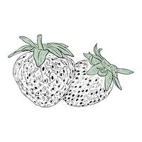 Vector drawing of Strawberries berries hand drawn, isolated vector illustration Fresh berries sketch for packaging design