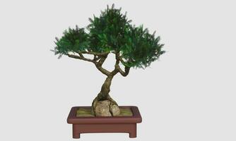 Plants in small pots or bonsai embrace rocks. Terracotta pots and bending plants. Curved pine in a small pot. 3D Rendering photo