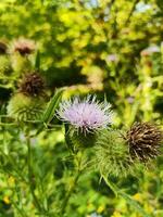 Close up of flower on a green meadow with blurred background photo