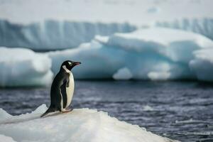 Penguins stare at the frozen sea. Penguins at the poles, winter concept. Generative AI in Antarctica. photo