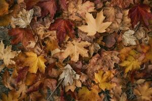 Texture of autumn leaves. Fall leaves for an autumn background. Generative AI photo