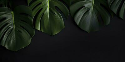 Tropical monstera leaf on black background. Creative minimal summer concept. generative AI photo