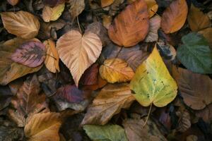 Texture of autumn leaves. Fall leaves for an autumn background. Generative AI photo