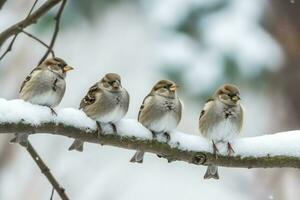 Cute little sparrows sitting on a branch in winter. Winter background, animal theme. Generative AI photo