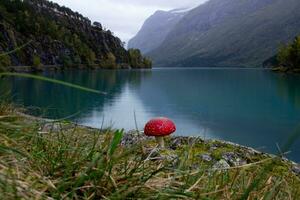 noruego paisaje en otoño cerca préstamo y stryn en Noruega,lovatnet en octubre lluvioso día, grande seta y lago con turquesa agua. foto