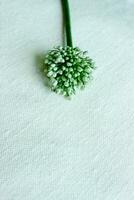 Top view of single onion flower stalk laying on light textile tablecloth,onion bolting,fresh raw ingredient for vegetarian meal,healthy food photo