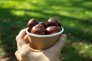 Hand holding chestnuts in a paper cup on shiny autumn morning photo