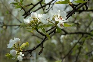 pear tree branch with white blooming flowers close up, floral postcard, spring sunny day image, european garden in the morning, photo for printing on calendar,cover,wallpaper, white delicate flowers.